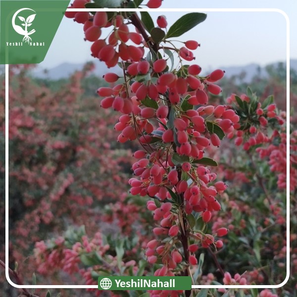 نهال زرشک قائنات